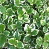 Plectranthus Swedish Ivy White Variegated Live Plant 3.25 Inch Pot Indoor - Image 1