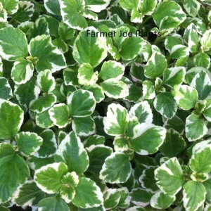 Plectranthus Swedish Ivy White Variegated Live Plant 3.25 Inch Pot Indoor - Image 1