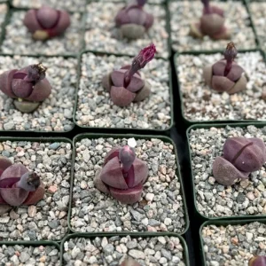 Pleiospilos Royal Flush Succulent Live Plant - Purple Living Stone in 2.5