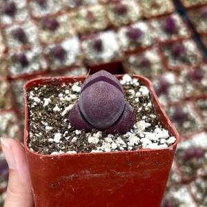 Pleiospilos Royal Flush Succulent Live Plant - Purple Living Stone in 2.5
