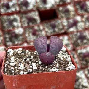 Pleiospilos Royal Flush Succulent Live Plant - Purple Living Stone in 2.5