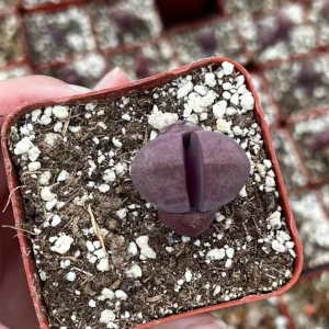 Pleiospilos Royal Flush Succulent Live Plant - Purple Living Stone in 2.5