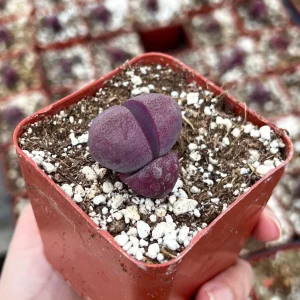 Pleiospilos Royal Flush Succulent Live Plant - Purple Living Stone in 2.5