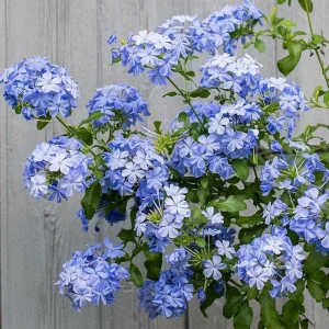 Plumbago Imperial Blue Live Plants - 2-Pack, 4-6 Inches Tall, Sky Blue Flowers - Image 3