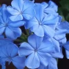 Plumbago Imperial Blue Live Plants - 2-Pack, 4-6 Inches Tall, Sky Blue Flowers - Image 1