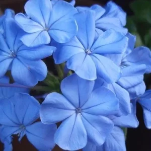 Plumbago Imperial Blue Live Plants - 2-Pack, 4-6 Inches Tall, Sky Blue Flowers - Image 1