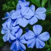 Plumbago Imperial Blue Live Plants – Pack of 3 Starter Plants, 4-6 Inches Tall, Sky-Blue Flowers, USDA Zones 9-11 - Image 1