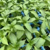 Poblano Ancho Mild Pepper Live Plants - 3 Pack, 75 Days Old, Outdoor Vegetable - Image 1