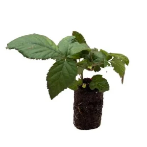 Ponca Thornless Blackberry Live Plant – 2-Pack Starter Plants – 4-6 inch – Cold Hardy Zones 5-9 - Image 4