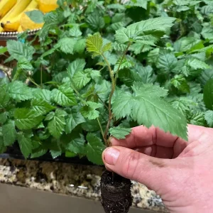 Ponca Thornless Blackberry Live Plant – 2-Pack Starter Plants – 4-6 inch – Cold Hardy Zones 5-9 - Image 5