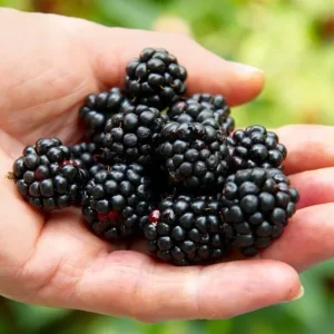 Ponca Thornless Blackberry Live Plant – 2-Pack Starter Plants – 4-6 inch – Cold Hardy Zones 5-9 - Image 1