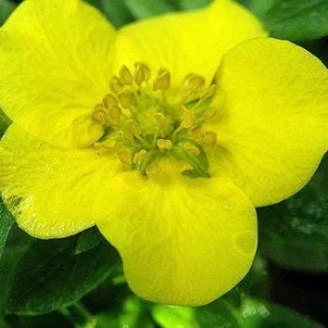 Potentilla Fruticosa 'Tangerine' Shrubby Cinquefoil Live Plant - 5-7 Inch Starter - Image 2