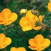 Potentilla Fruticosa 'Tangerine' Shrubby Cinquefoil Live Plant - 5-7 Inch Starter - Image 1
