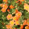 Potentilla 'Orangeade' Shrubby Cinquefoil Live Plant – 5-7 Inch Starter Shrub - Image 1