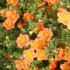 Potentilla 'Orangeade' Shrubby Cinquefoil Live Plant – 5-7 Inch Starter Shrub - Image 1