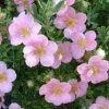 Potentilla 'Pink Beauty' Live Plant - Shrubby Cinquefoil - Starter Shrub - Approx 5-7 Inch Tall - Image 1
