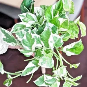 Pothos Pearls and Jade Seeds | 10 Seeds | Devil's Ivy Indoor House Plant - Image 2