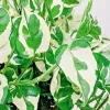Pothos Pearls and Jade Seeds | 10 Seeds | Devil's Ivy Indoor House Plant - Image 1