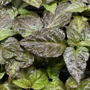 Primotali Red Super Hot Pepper Live Plants - 3 Pack, 75+ Day Old, Ready to Plant - Image 2