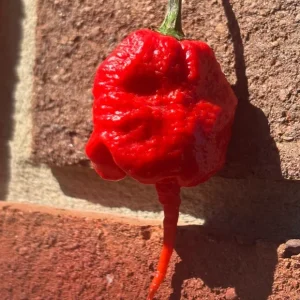 Primotali Red Super Hot Pepper Live Plants - 3 Pack, 75+ Day Old, Ready to Plant - Image 3