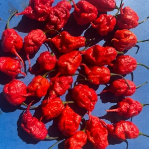Primotali Red Super Hot Pepper Live Plants - 3 Pack, 75+ Day Old, Ready to Plant - Image 4