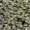 Primotali Red Super Hot Pepper Live Plants - 3 Pack, 75+ Day Old, Ready to Plant - Image 1