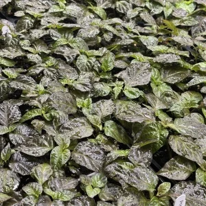 Primotali Red Super Hot Pepper Live Plants - 3 Pack, 75+ Day Old, Ready to Plant - Image 1