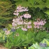 Primula Japonica Mix Candelabra Primrose Live Plant - Zone 5-9 Perennial - Red Tones - 2.5x3.5 inch Pot - Image 1