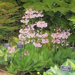 Primula Japonica Mix Candelabra Primrose Live Plant - Zone 5-9 Perennial - Red Tones - 2.5x3.5 inch Pot - Image 1