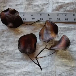 - Image 10