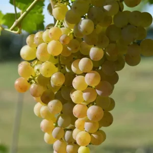 - Image 2