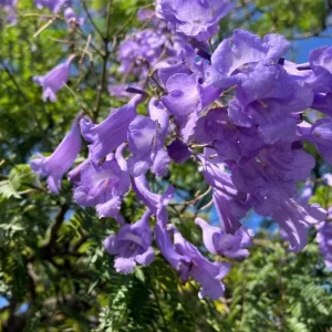 - Image 2