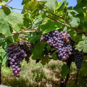 - Image 2