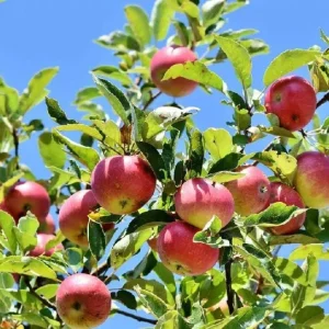 - Image 3