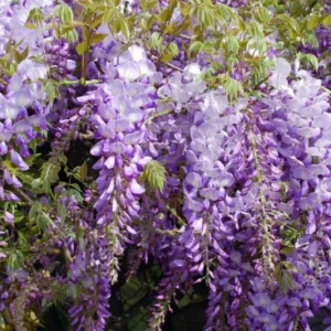 - Image 3