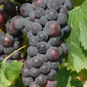 - Image 3