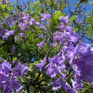 - Image 3