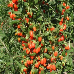 - Image 3