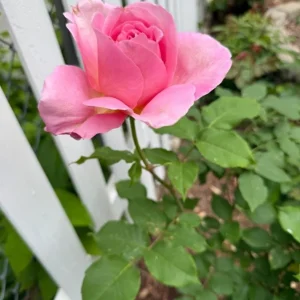 - Image 4
