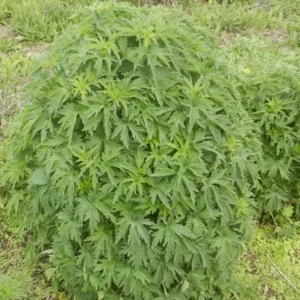 - Image 5