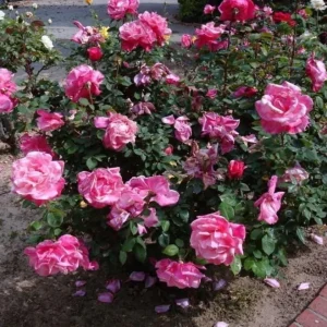 - Image 5