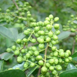 - Image 5