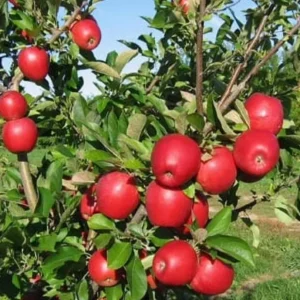 - Image 5