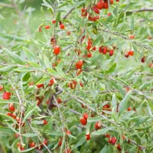 - Image 6
