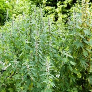 - Image 6