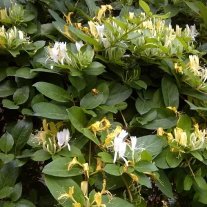 - Image 6