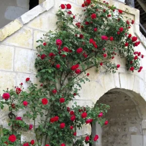 - Image 7