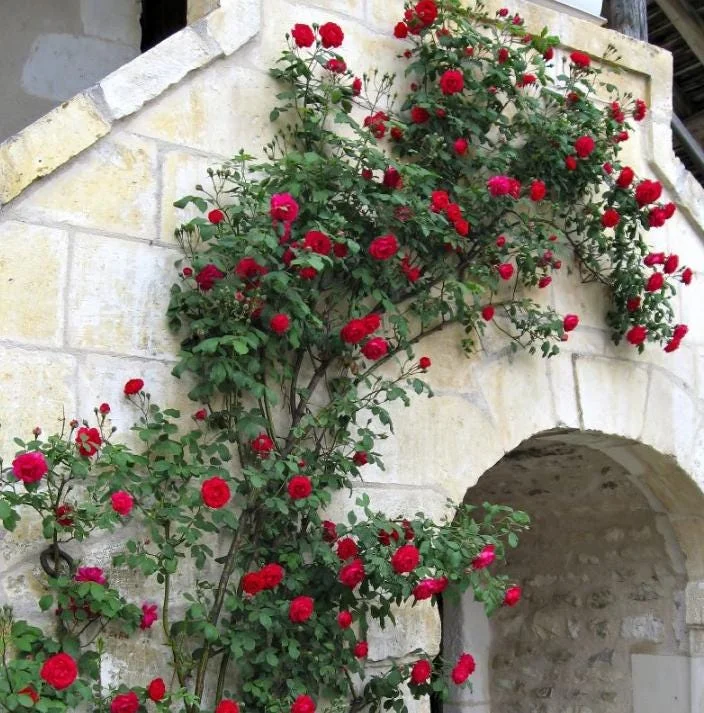 - Image 7