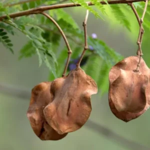 - Image 7