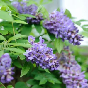 - Image 7
